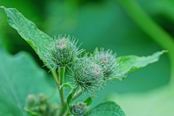 burdock green buds on the stem with leaves in nature