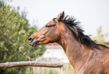 braune Stute Pferd auf der koppel