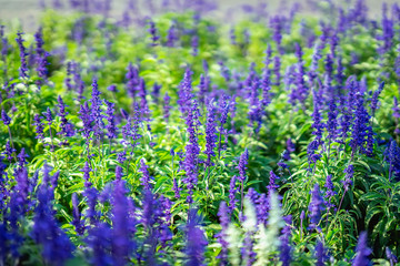 Flowers like lavender in a street flowerbed on a sunny day, botanical background, concept of seasons, weather