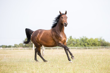 braune Stute Pferd auf der koppel