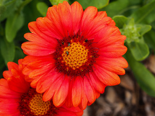Bright orange Gaillardia flower