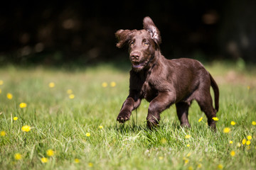 Flat Coated Retriever Welpe auf der Wiese