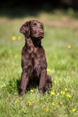 Flat Coated Retriever Welpe auf der Wiese