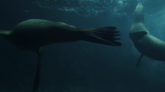 Sea Lions swimming underwater in aquarium. Ocean park. Hong Kong