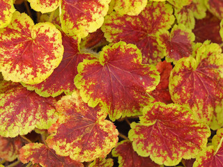 Bright variegated Heucherella leaves, variety Solar Eclipse