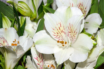 A bouquet of flowers Alstroemeria closeup.