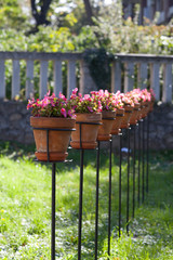 Fototapeta na wymiar Green Plant Pots with violets in garden