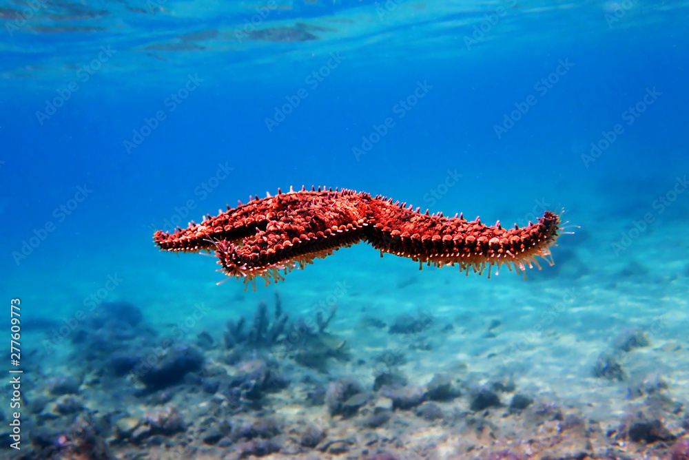 Wall mural Mediterranean rock seastar - Coscinasterias tenuispina