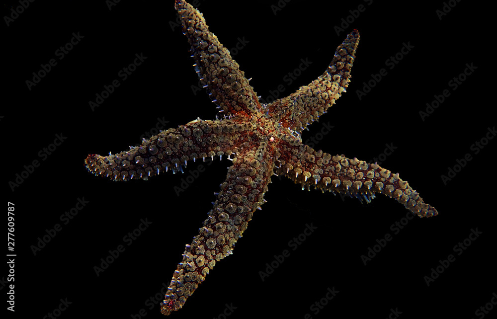 Wall mural Mediterranean rock seastar - Coscinasterias tenuispina