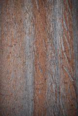 Tree  Trunk, Rustic Bark Background