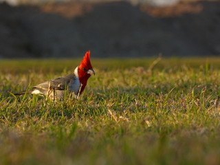 red bird in the grass