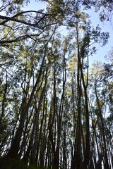 Fototapeta premium tree in forest