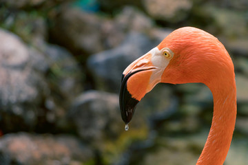 Fototapeta premium flamingo 