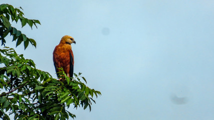 Quiet bird standing on a branch