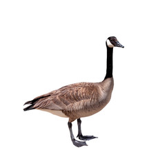 canada goose isolated on white background © Kort Feyerabend