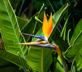 Obrazy na Szkle  kolorowy ptak rajski kwiat zbliżenie z ciemnozielonym rozmytym tłem liści
