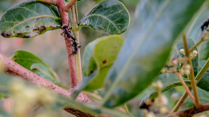 Two ants on a branch