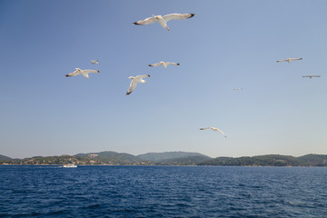 Fototapeta na wymiar Landscape view to mountains from the sea with many white seagulls at sky. Beatiful seaview. Greece