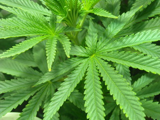 green leaves of hemp