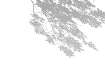 Summer background of shadows branch leaves on a white wall. White and Black for overlaying a photo or mockup