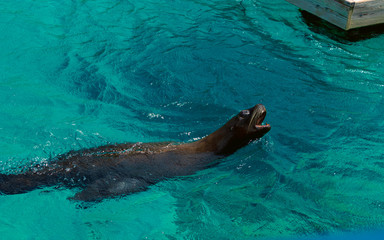 Obraz premium sea ​​lion or seal