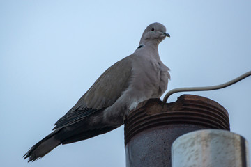 Pigeon or dove on a chimney above the city roofs