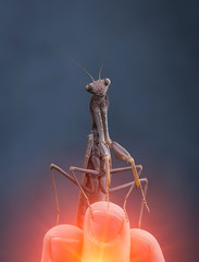 Insect hunter attacks at sunset. Mantis is a terrible monster of wildlife.