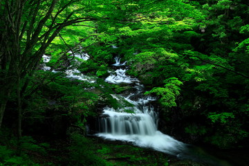 Fototapeta premium 夏の小黒滝