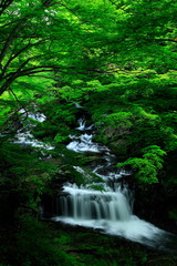 Fototapeta premium 夏の小黒滝