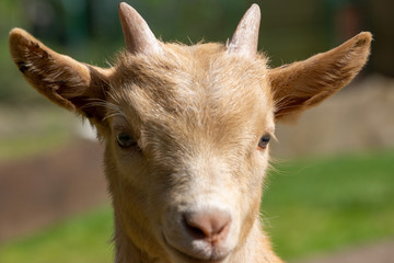 Fototapeta premium Portrait of a little brown goatling standing on a meadow