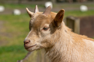 Portrait of a little brown goatling standing on a meadow