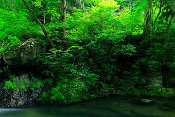 夏の小黒滝