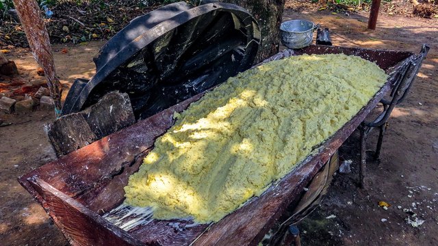 ground cassava dough to make casabe and ma&ntilde;oco