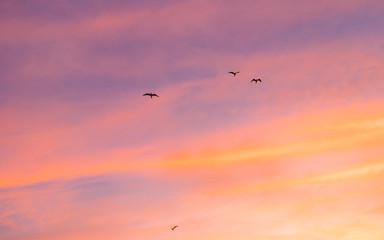 Fototapeta na wymiar flock of birds flying in the sky