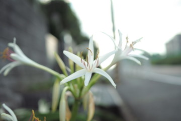 paris, blue, green, flower