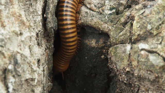 Julida is an order of millipedes living in the forest bedding. Close up video.