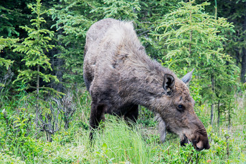 Moose Eating Grass