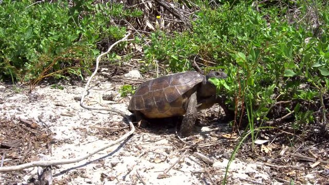 Tortoise eating vegetation in sandy environment.   