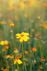 Yellow flower in summer grass