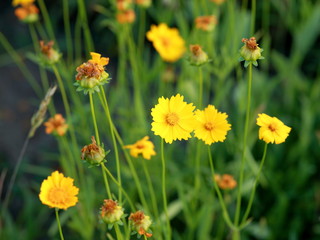 Small yellow flowers