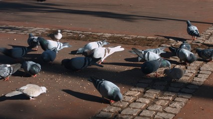 A lot of birds in jamaa el fena square.