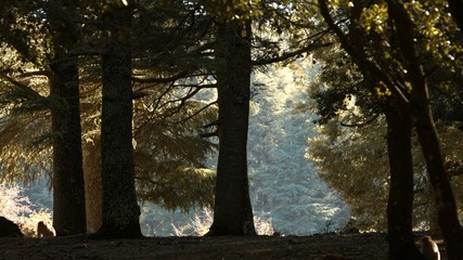 Azrou forest in morocca atlas