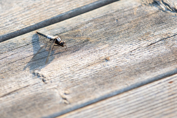 A dragonfly resting on  wood in the summertime