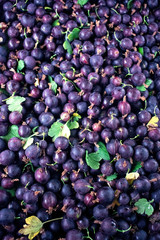 Lots of black currants. Background. Healthy food and vitamins. Nature.