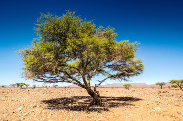 Savanna in moroccan hamada desert Erg Chigaga near Foum Zguid with acacia trees