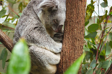 cute fluffy koala bear sitting sleeping on his branch