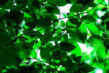 Fototapeta na wymiar Beautiful green leaves under the sun, Saint-Bruno, Quebec, Canada