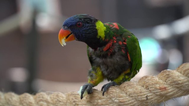 The beautiful motley multi-colored parrot Lori eats