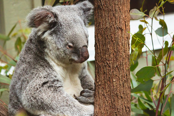 cute fluffy koala bear sitting on his branch