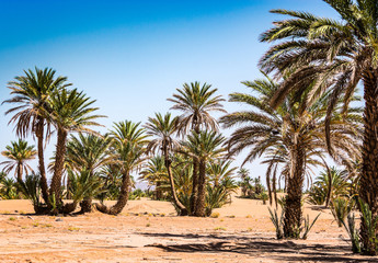 Obraz na płótnie Canvas Palm oasis in desert near to village Mhamid in Morocco
